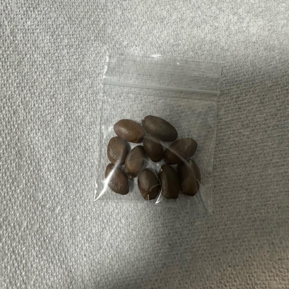Soursop Seeds